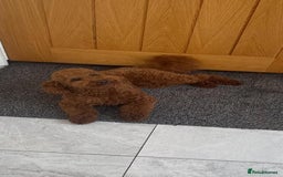 Toy Poodle dogs for stud: STUD TEDDY COCH BAILEY RED FOX ( KC REG 5TH GEN) in Stourbridge - Image 3