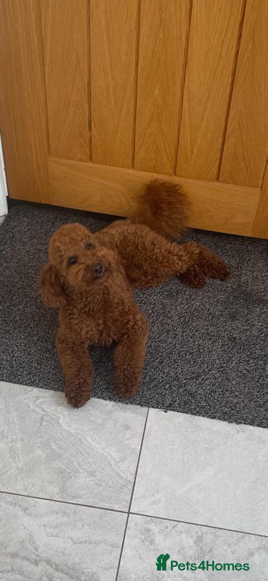 Toy Poodle dogs for stud: STUD TEDDY COCH BAILEY RED FOX ( KC REG 5TH GEN) in Stourbridge - Image 3