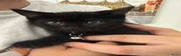 Mixed Breed cats for sale: Female black kitten - Advert 2