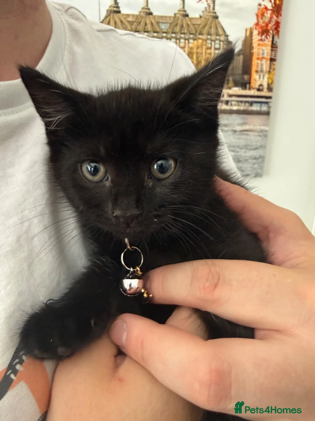 Mixed Breed cats for sale: Female black kitten - Advert 2