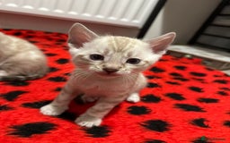Bengal cats for sale: TICA reg Bengal Kittens - 2 male Snow Spotted  - Image 4