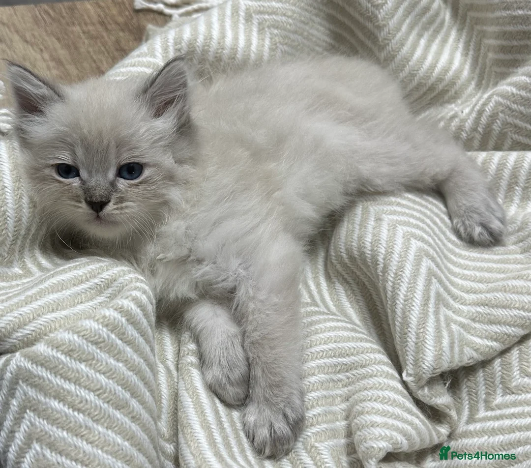 Siberian cats for sale: KITTENS SIBERIAN Neva Masquerade White  - Advert 10