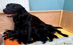 Labrador Retriever dogs for sale: 9 beautiful KC registered pedigree black lab pups - Image 13