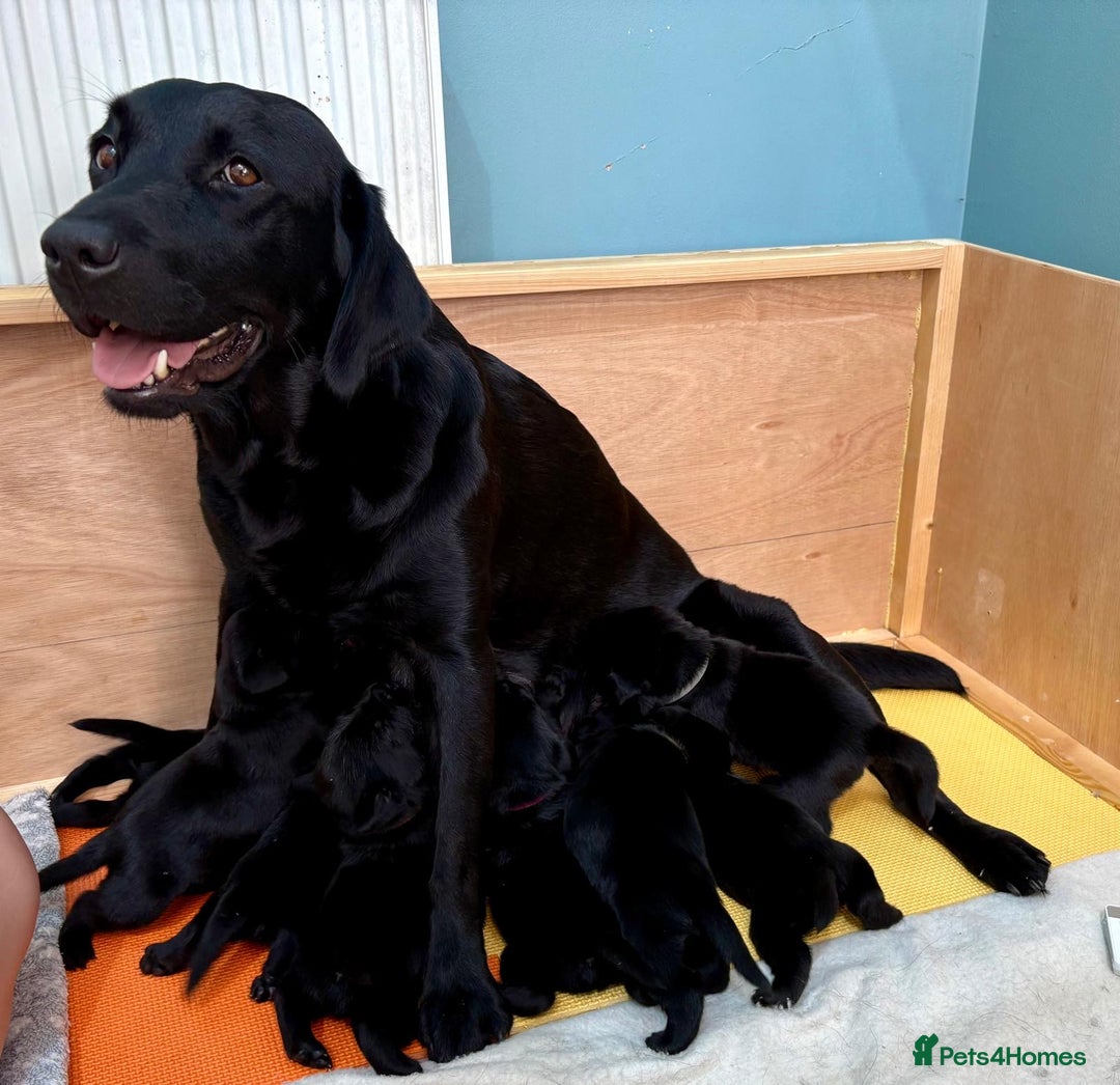 Labrador Retriever dogs for sale: 9 beautiful KC registered pedigree black lab pups - Image 13
