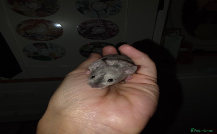 Mouse rodents 4 boys available  - Advert 5