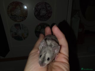 Mouse rodents 4 boys available - Advert 17