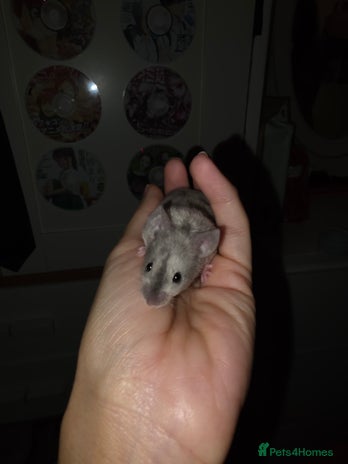 Mouse rodents 4 boys available - Advert 1