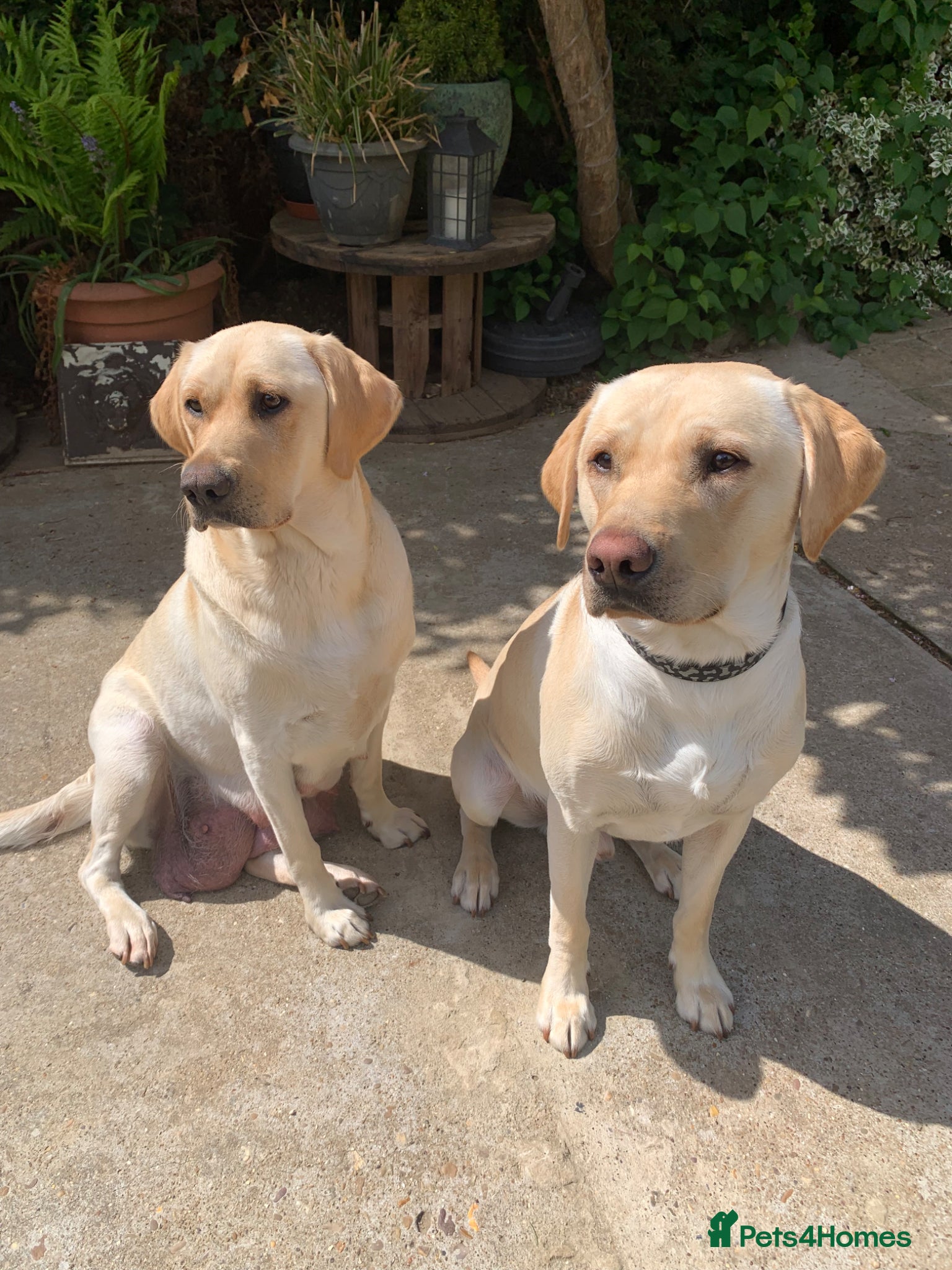 Labrador Retriever dogs for sale: Labrador puppies for sale in Scunthorpe - Advert 12
