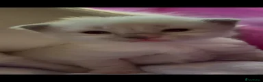 Ragdoll 4