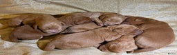 Labradoodle dogs for sale: Beautiful Red Labradoodles for sale  - Advert 4