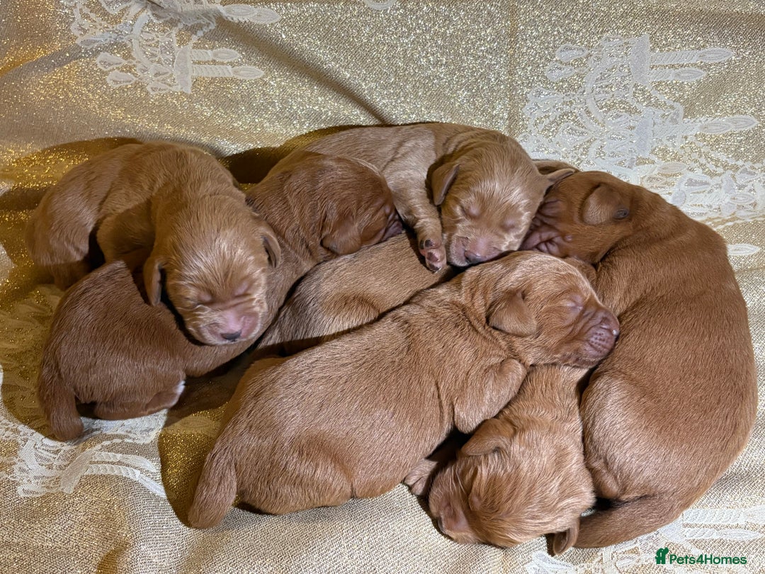 Labradoodle dogs for sale: Beautiful Red Labradoodles for sale  - Advert 4