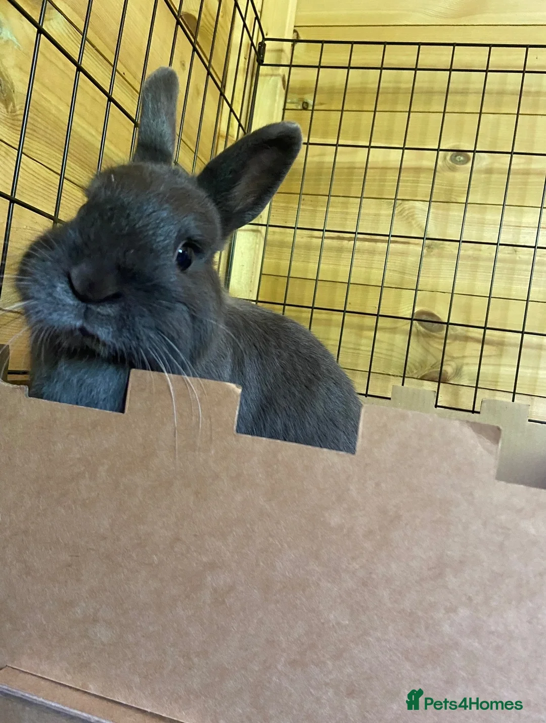 Mixed Breed rabbits for sale: Looking for a good home for 2 rabbits in Radstock - Advert 2