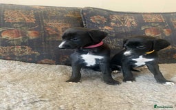 Mixed Breed dogs for sale: Beautiful Saluki x Whippet puppies - Image 9