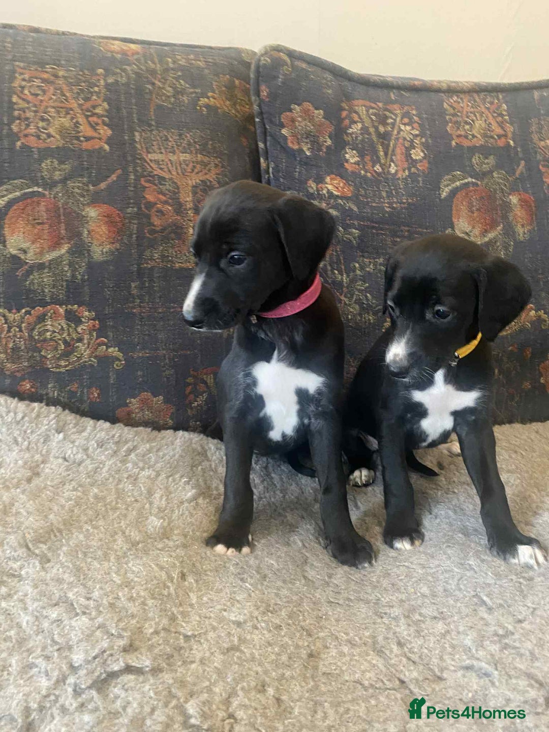 Mixed Breed dogs for sale: Beautiful Saluki x Whippet puppies - Image 9