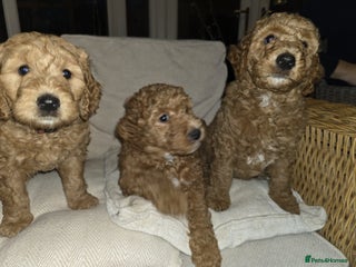 Goldendoodle dogs Beautiful F1B Goldendoodle Puppies DNA tested - Advert 4