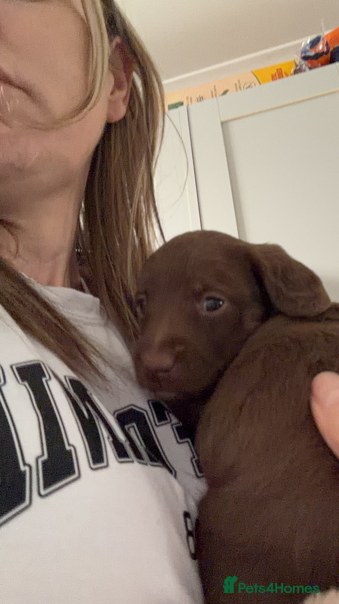 Mixed Breed dogs Doxipoos for sale  - Advert 5