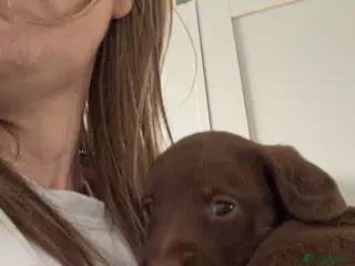 Mixed Breed dogs Doxipoos for sale - Advert 12