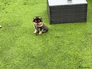 Pomeranian dogs Gorgeous miniature Pomeranian pups - Advert 4