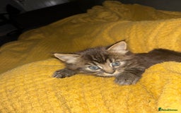 Mixed Breed cats for sale: Adorable kittens for sale  - Image 9