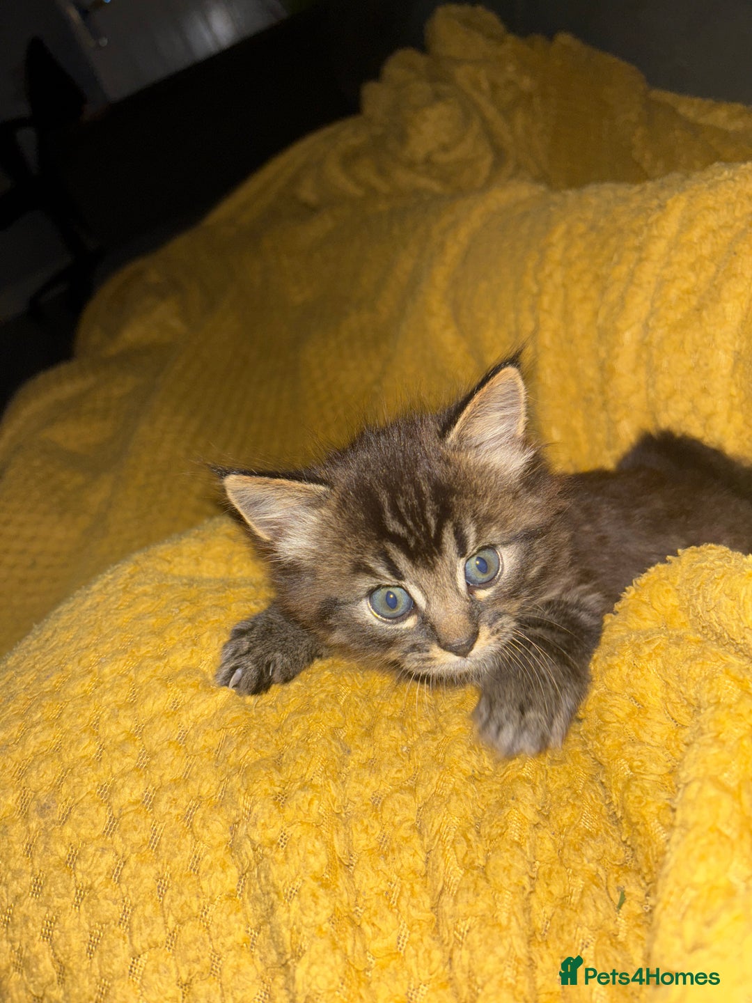 Mixed Breed cats for sale: Adorable kittens for sale  - Image 9