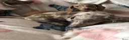 Miniature Dachshund dogs for sale: Miniature dachshund puppies in Bromley - Advert 8
