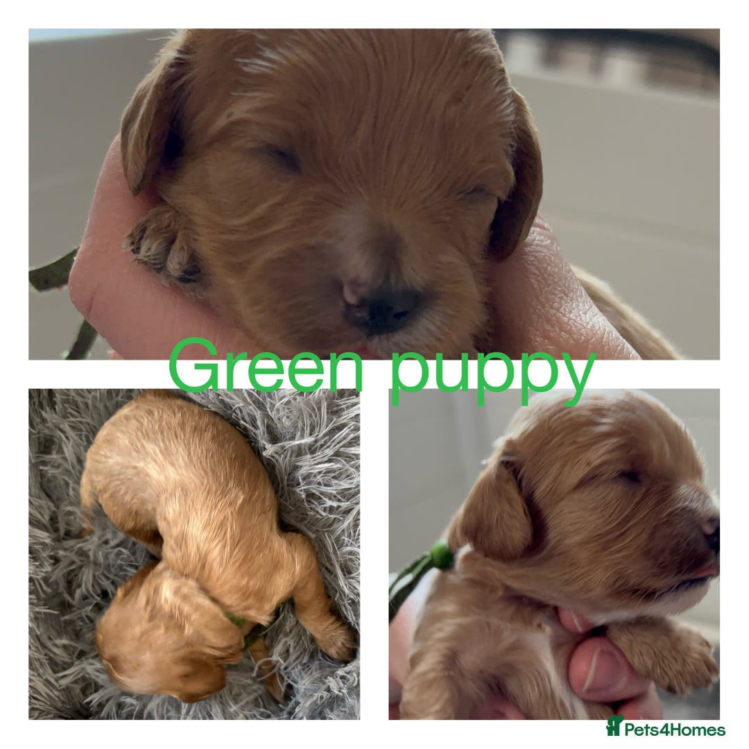 Cavapoo dogs for sale: Gorgeous F1 Cavapoo puppies. Health tested parents - Advert 22