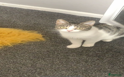 Mixed Breed cats for sale: THREE BLACK KITTENS AVAILABLE  - Image 3