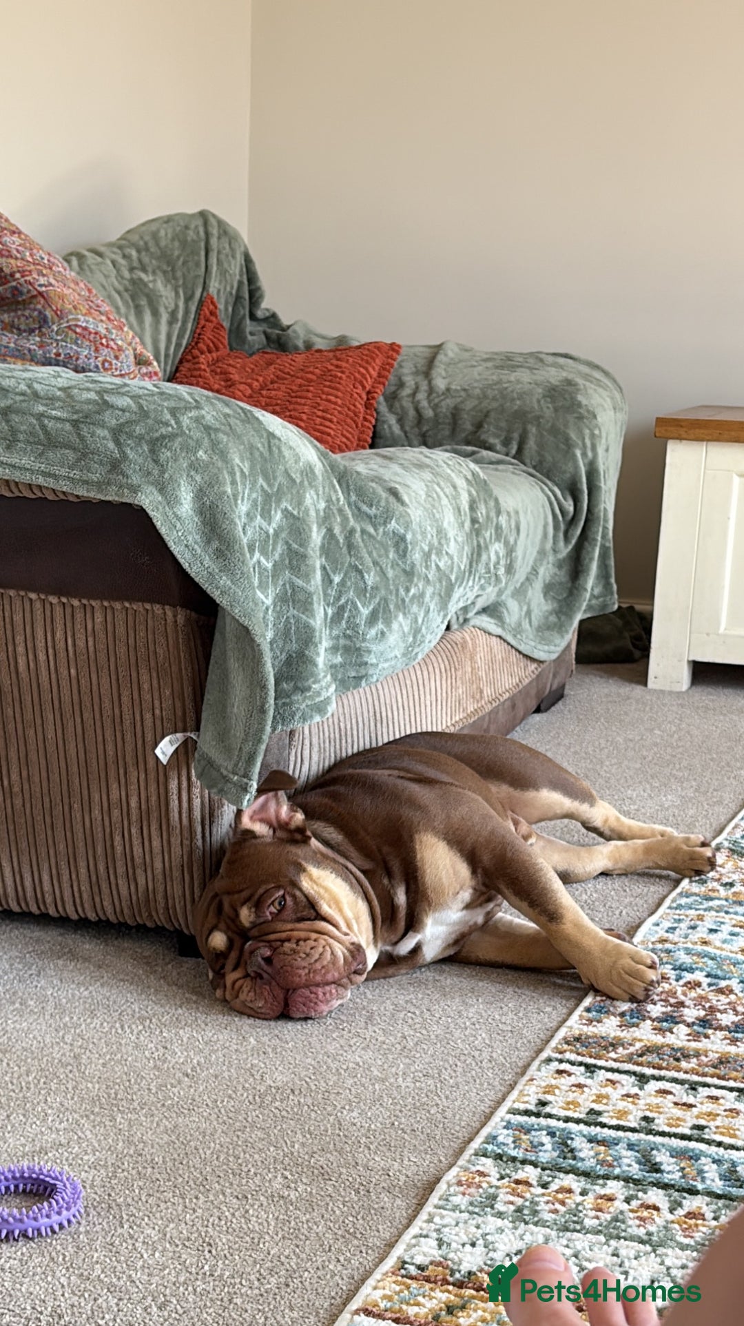English Bulldog dogs for sale: Ralph  - Image 4