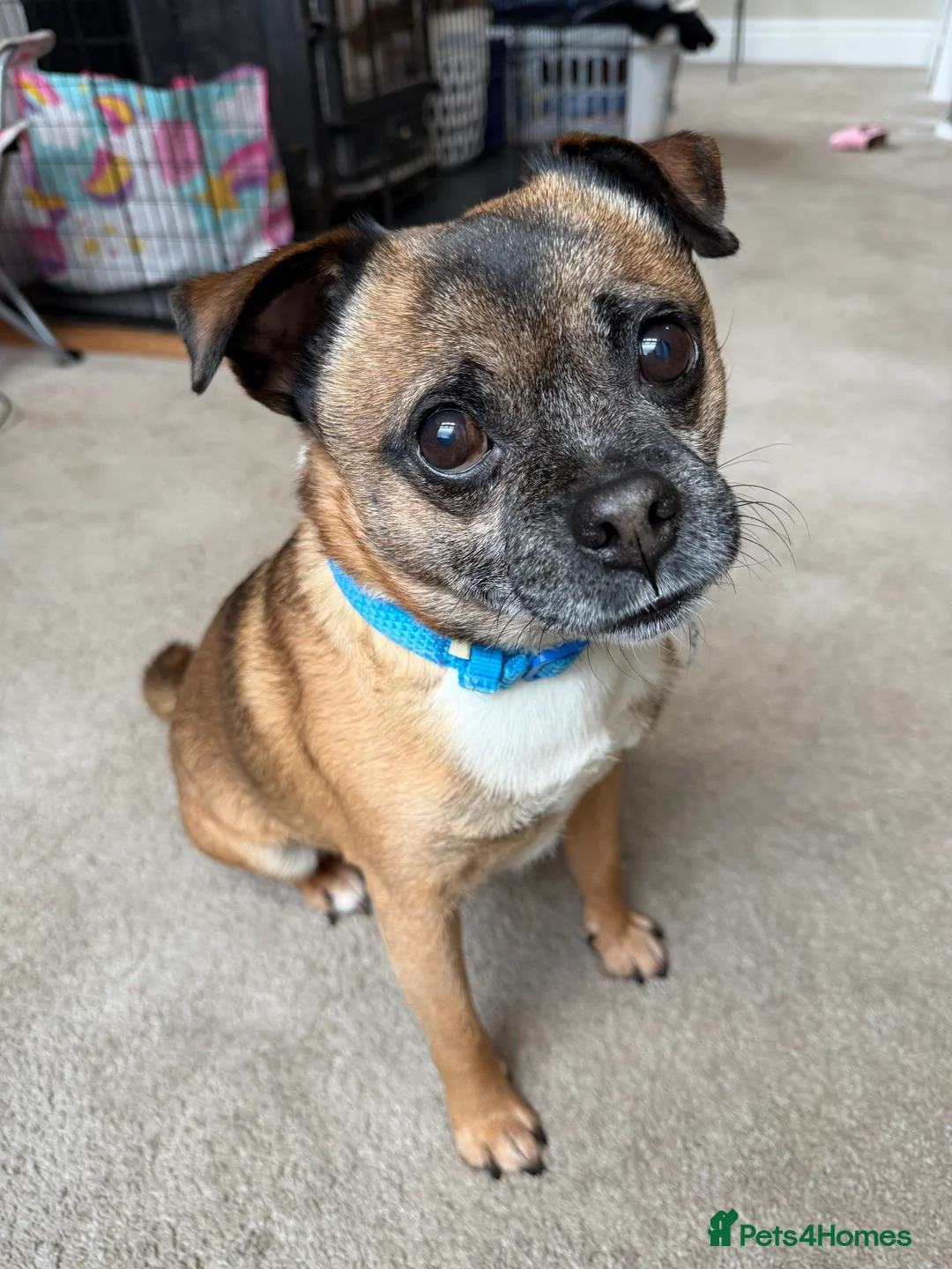 Mixed Breed dogs for sale: Rocco the jug - Advert 5