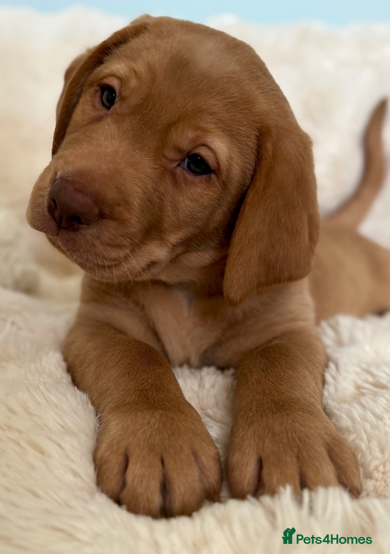 Labrador Retriever dogs STUNNING BIG & CHUNKY MALE LAB PUPPY 🧡 - Advert 1