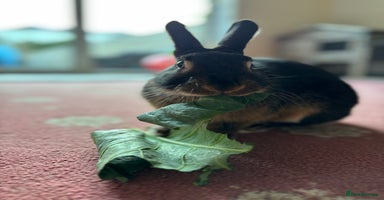 Mixed Breed rabbits - Advert 2