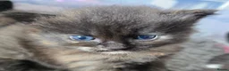 Mixed Breed cats for sale: A Fairytale Romance - Advert 6