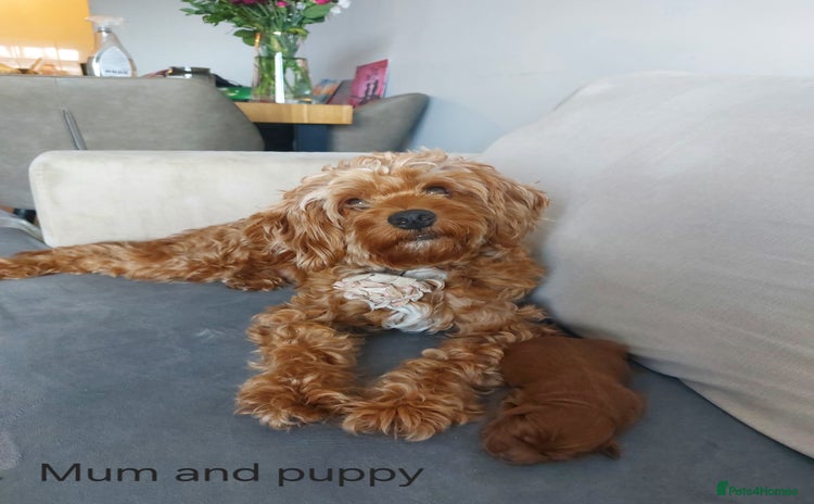 Cockapoo dogs - Advert 3