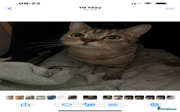 Brazilian Shorthair cats for sale: Beautiful cat British shorthair x tabby cat - Image 2