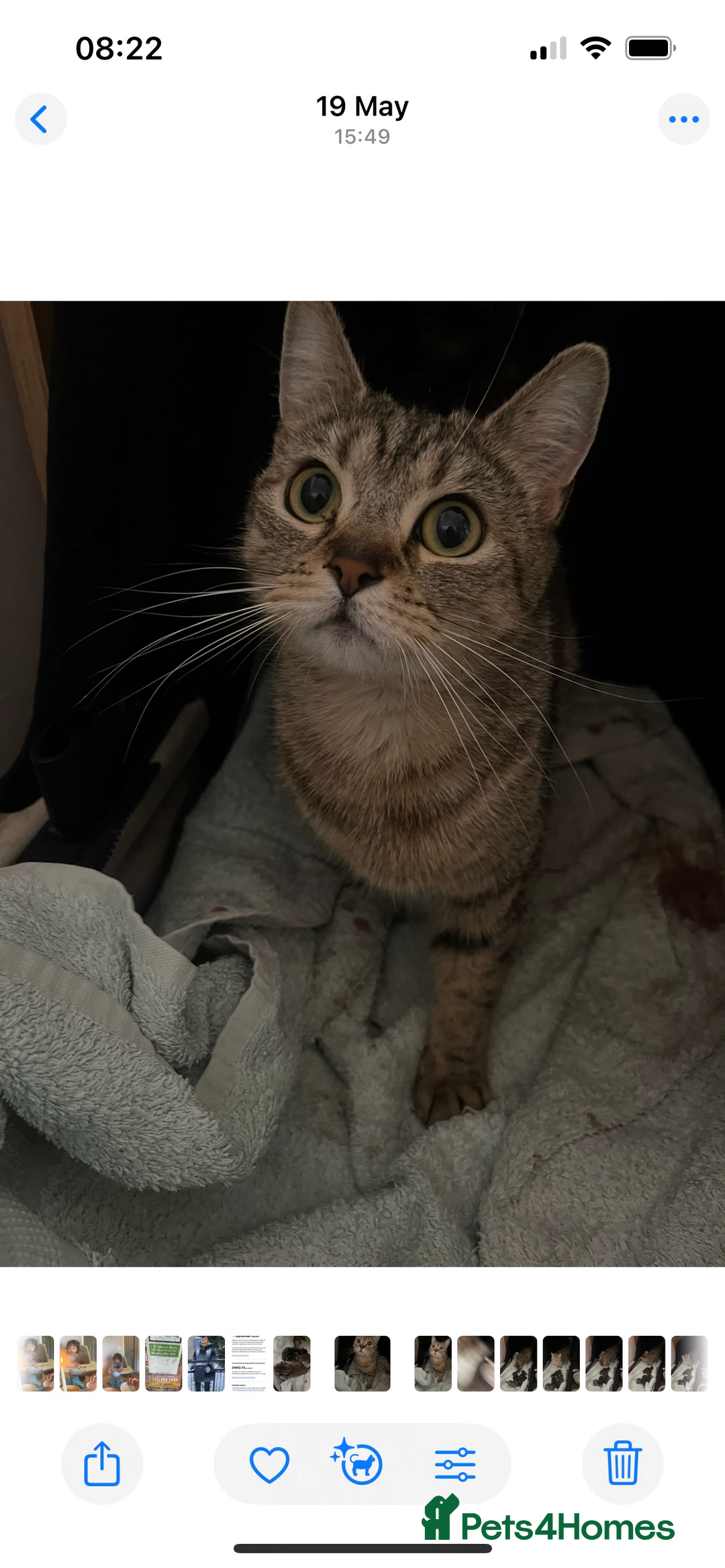 Brazilian Shorthair cats for sale: Beautiful cat British shorthair x tabby cat - Image 2