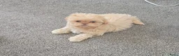 Shih Tzu dogs for sale: Shihtzu pups Beautiful colours & imperial sizes 🐾 - Advert 16