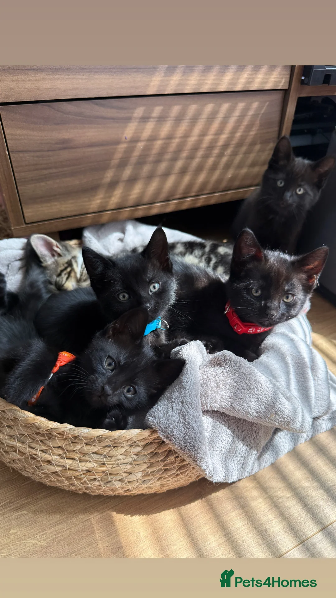 Mixed Breed cats for sale: One little baby left!! - Advert 2