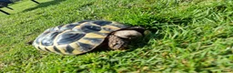 Hermann Tortoise reptiles for sale: Hermanns tortoise  - Advert 16