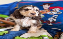 Cocker Spaniel dogs for sale: Last 2 boys fully vaccinated health checked  - Image 11