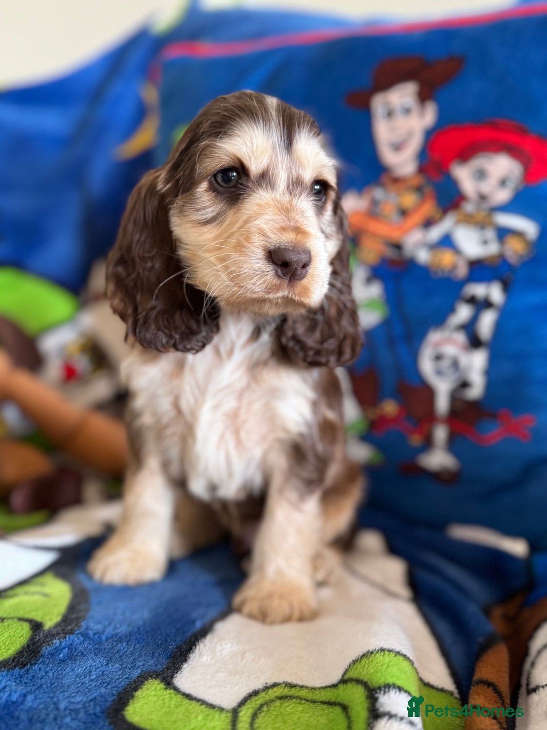 Cocker Spaniel dogs for sale: Last 2 boys fully vaccinated health checked  - Image 11