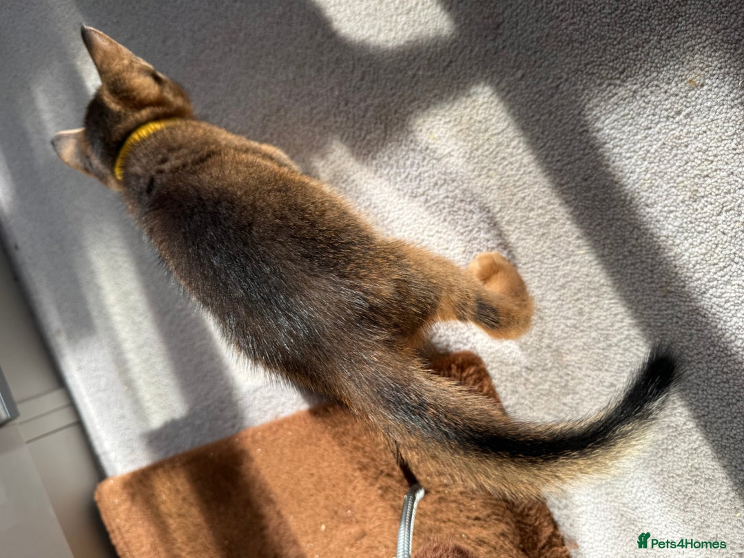 Abyssinian cats for sale: TICA reg Abyssinian sweet kittens rare colours  - Image 16