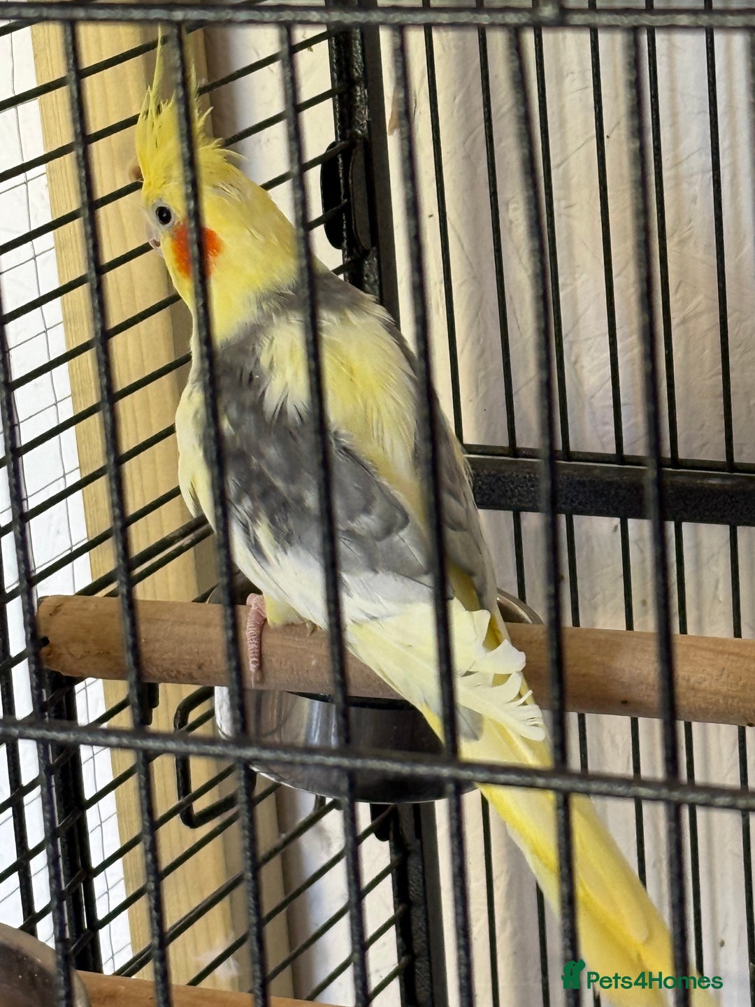 Cockatiels birds for sale: Boy cockatiel  - Image 2
