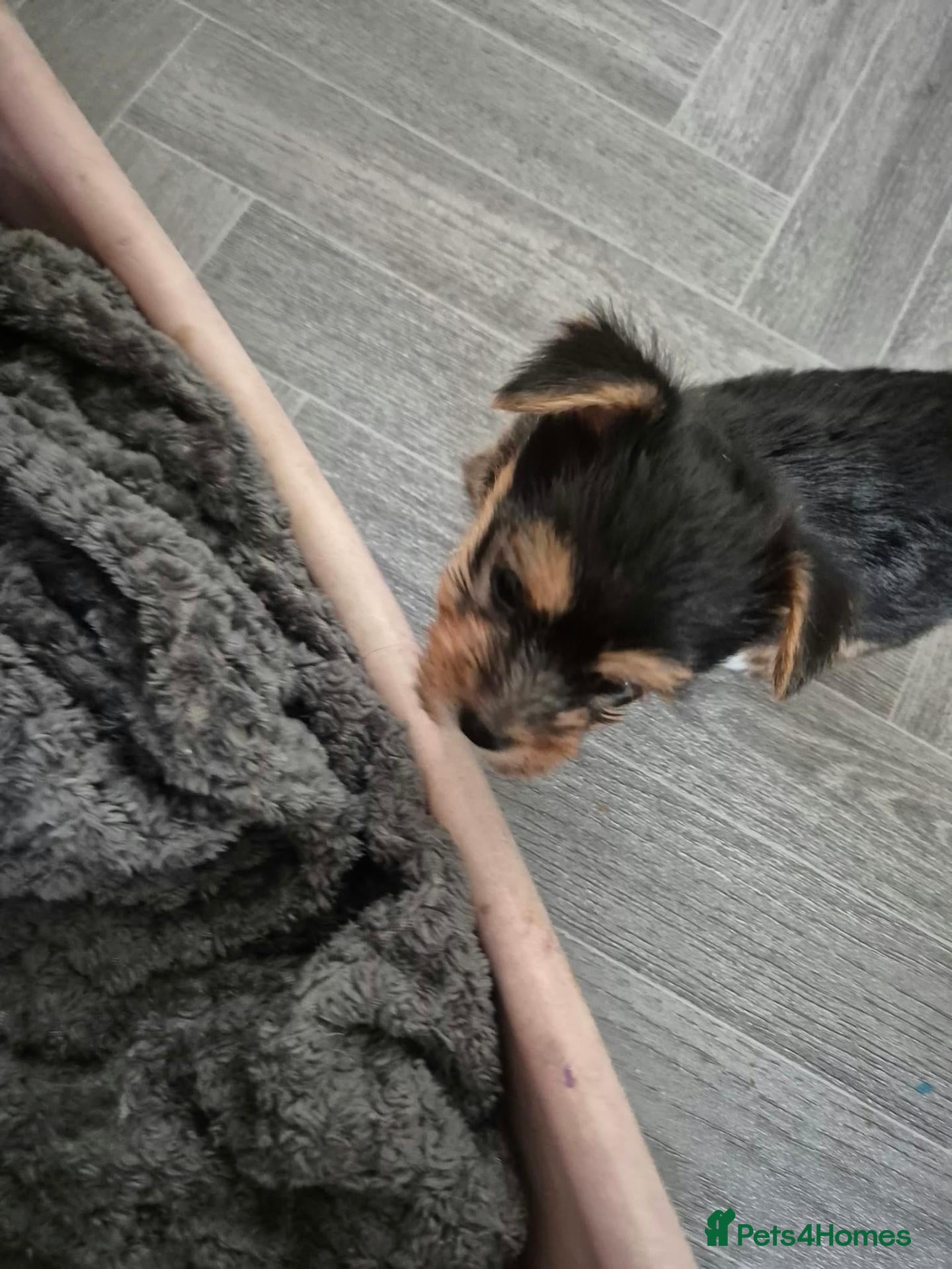 Mixed Breed dogs Jack Russell - mini Yorkie pups for sale - Advert 20