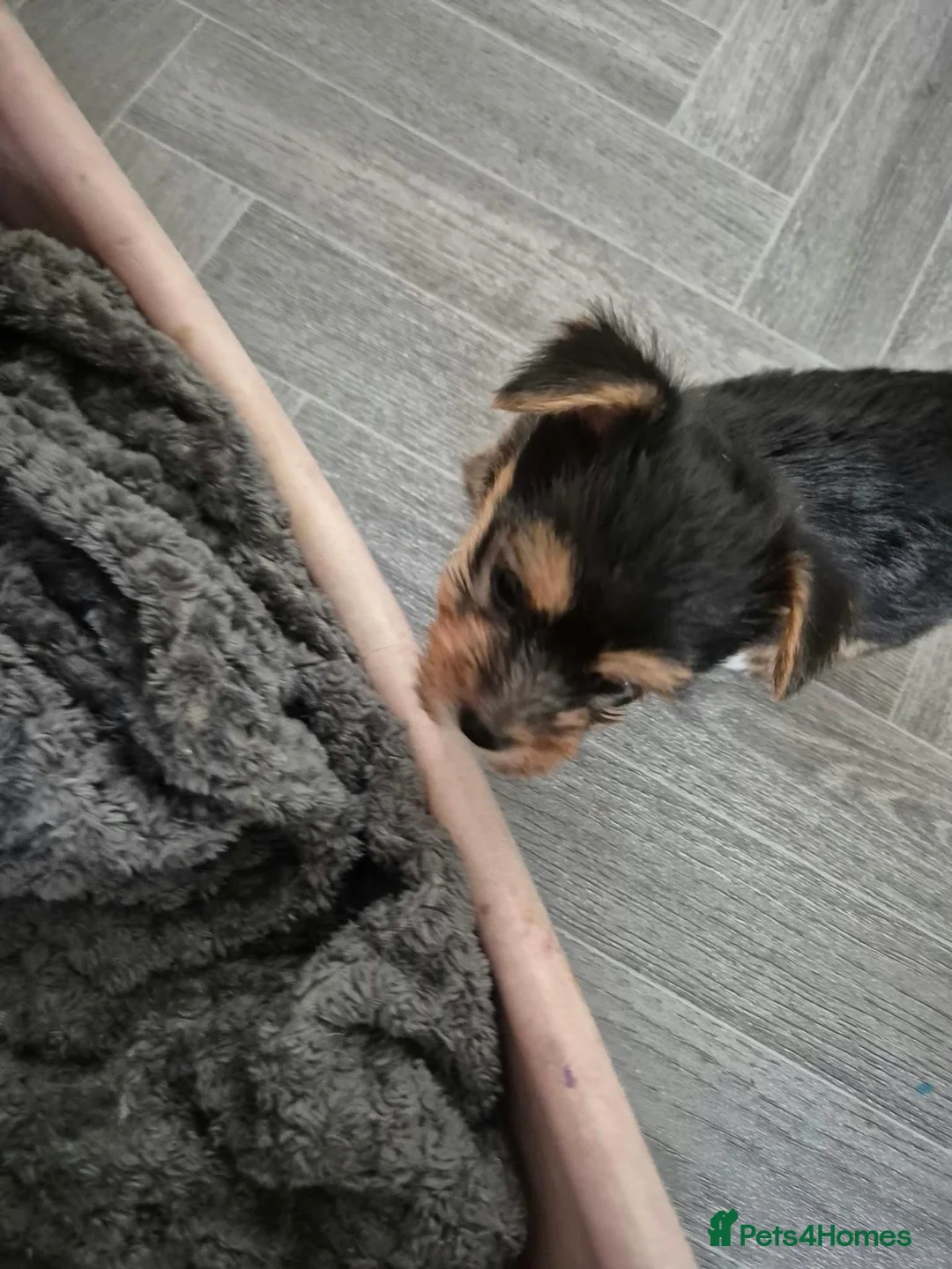 Mixed Breed dogs for sale: Jack Russell - mini Yorkie pups for sale - Advert 1