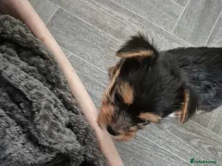 Mixed Breed dogs Jack Russell - mini Yorkie pups for sale - Advert 2