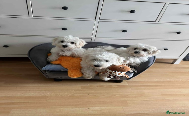 Maltese dogs - Advert 1