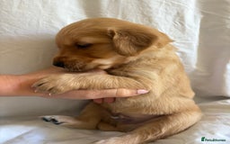 Golden Retriever dogs for sale: 🐾 Ready Soon!! KC Golden Retriever Male Puppies - Image 20