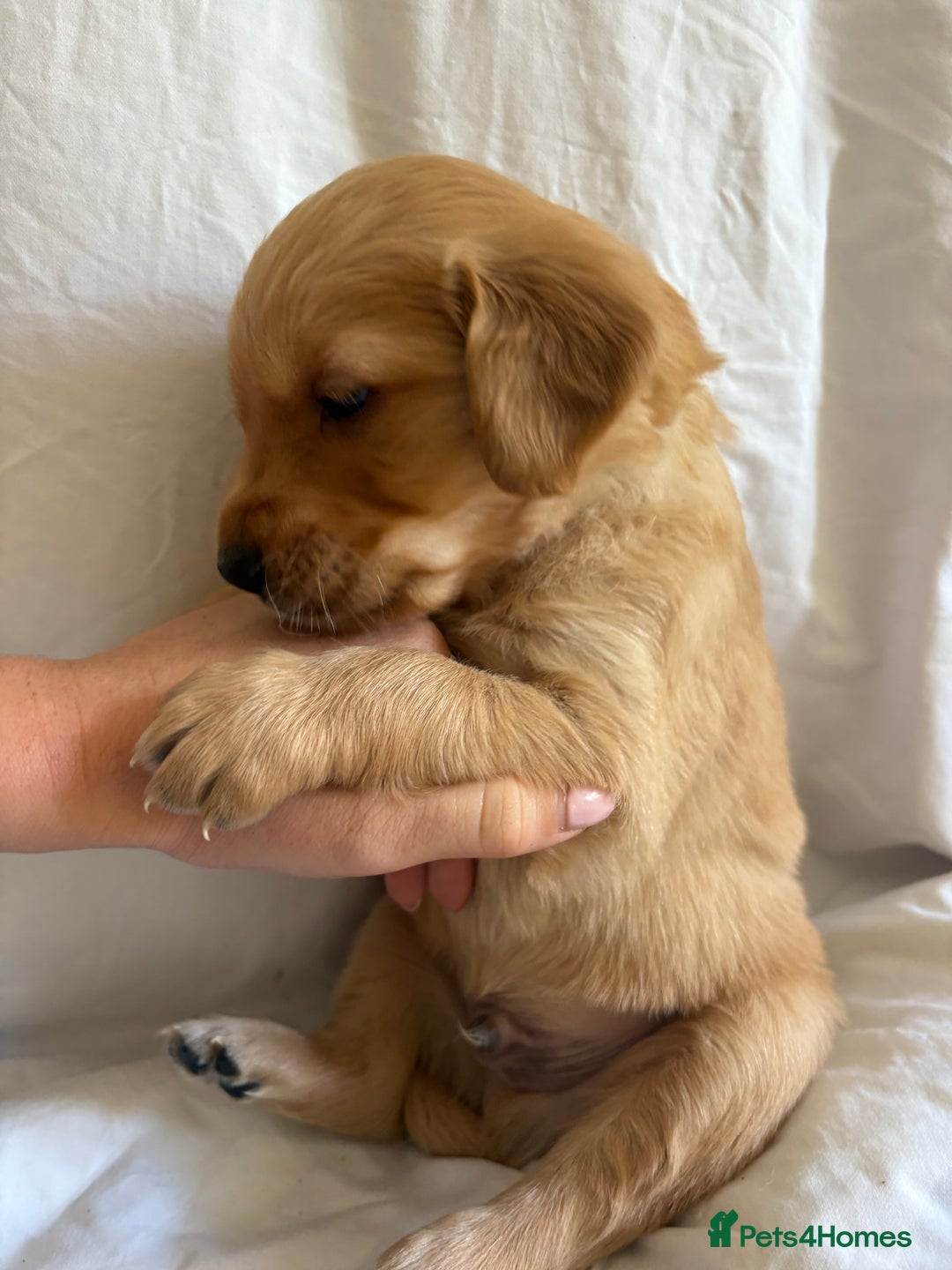 Golden Retriever dogs for sale: 🐾 Ready Soon!! KC Golden Retriever Male Puppies - Image 20