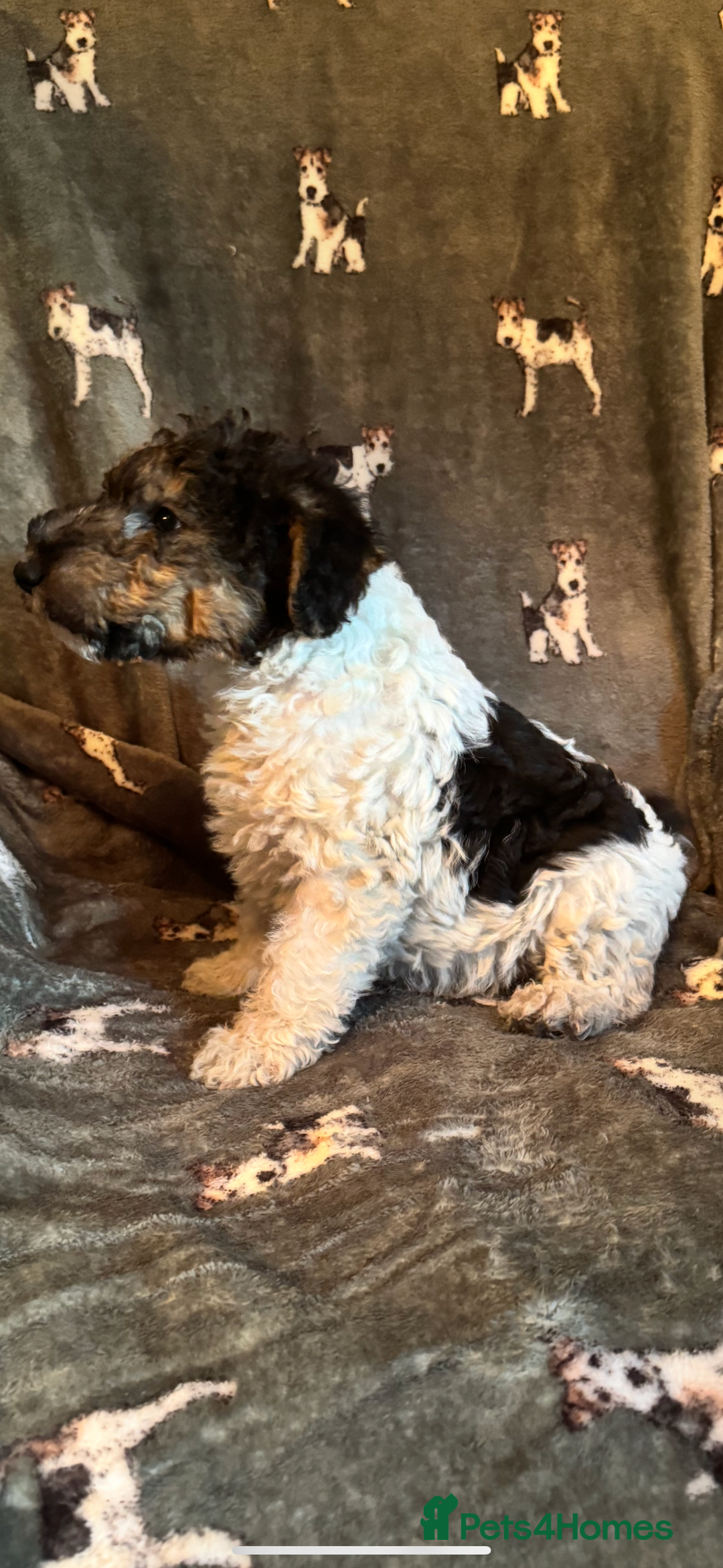 Fox Terrier dogs for sale: ⭐️  champion bred boys ready now ⭐️ - Image 7