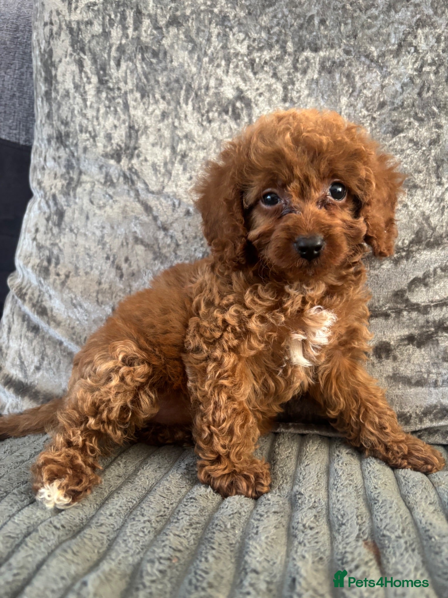 Cavapoo dogs 1 Stunning Redfox F1B teddy toy cavapoo available  - Advert 2